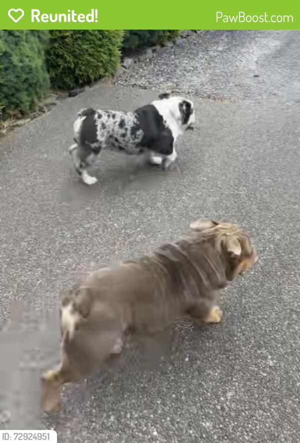 Reunited Unknown Dog last seen Monitor inm, Mount Angel, OR 97362