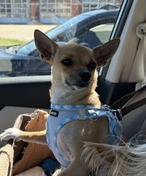 Reunited Unknown Dog last seen Sonic, White House, TN 37188