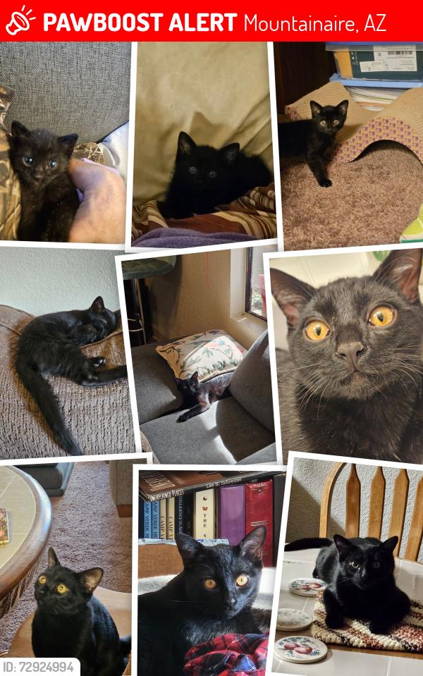 Lost Male Cat last seen Forest Road 413, Mingus Mtn., AZ, Mountainaire, AZ 86001