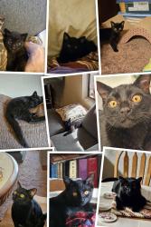 Lost Male Cat last seen Forest Road 413, Mingus Mtn., AZ, Mountainaire, AZ 86001