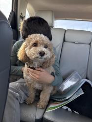 Reunited Male Dog last seen Parker Rd and Temple Dr, Aurora, CO 80015