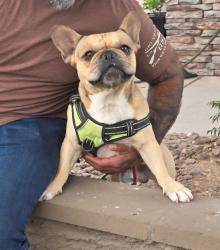 Found/Stray Male Dog last seen Randall cunningham, El Paso, TX 79938