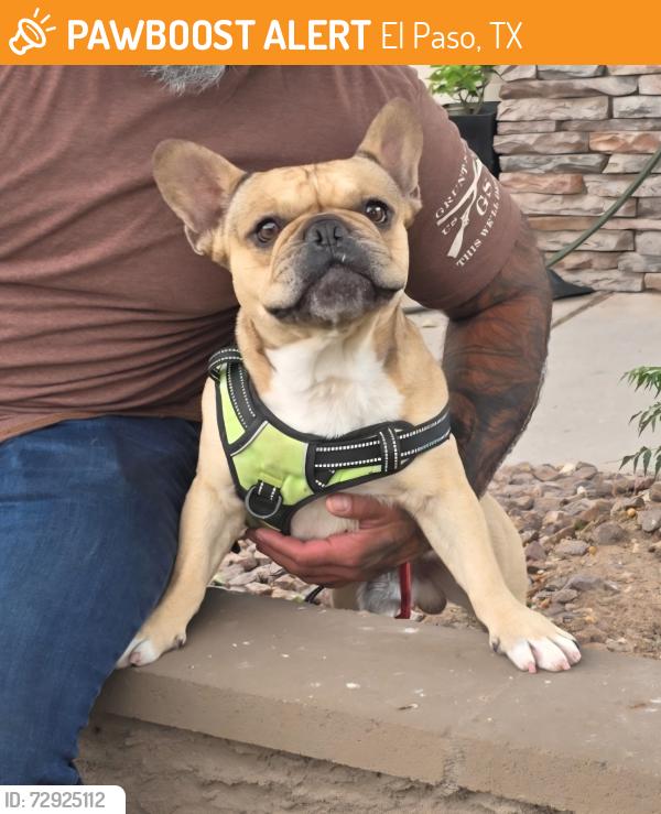 Found/Stray Male Dog last seen Randall cunningham, El Paso, TX 79938