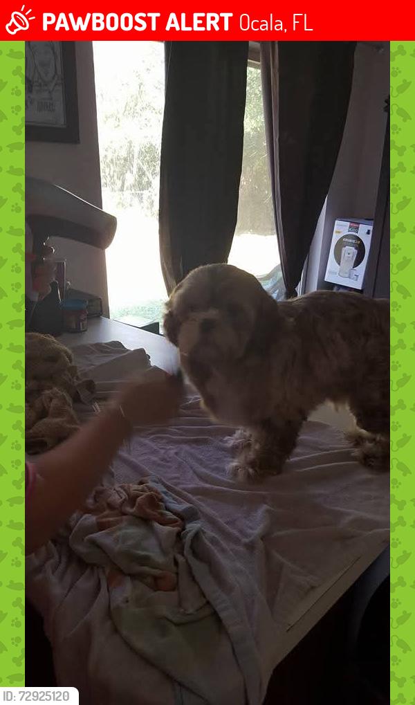 Lost Male Dog last seen Pine Road, Ocala, FL 34472