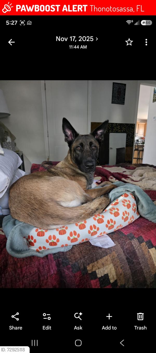 Lost Female Dog last seen Cr 579 and Main Street , Thonotosassa, FL 33592