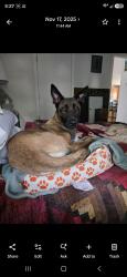 Lost Female Dog last seen Cr 579 and Main Street , Thonotosassa, FL 33592