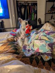 Reunited Male Dog last seen Auburn PL NW & 15th Street, Canton, OH 44703