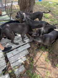 Reunited Male Dog last seen Sunrise and cameo drive, New Port Richey, FL 34654