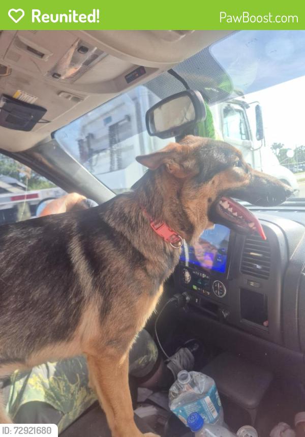 Reunited Female Dog last seen Idlewild and burke st Tampa Florida , Tampa, FL 33604