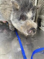 Shelter Stray Male Livestock last seen Near BLOCK BOWER AVE, BAKERSFIELD CA 93305, Bakersfield, CA 93308