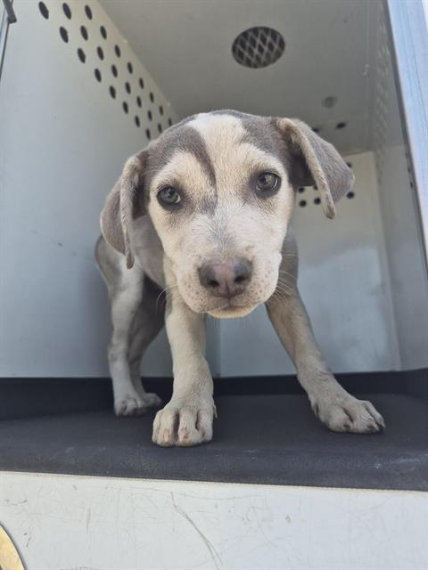 Shelter Stray Female Dog last seen Near BLK KING ST,BAKERSFIELD CA, Bakersfield, CA 93307