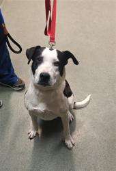 Shelter Stray Female Dog last seen Near BLOCK  POVI PIN POE  SF NM 87508, Santa Fe, NM 87507