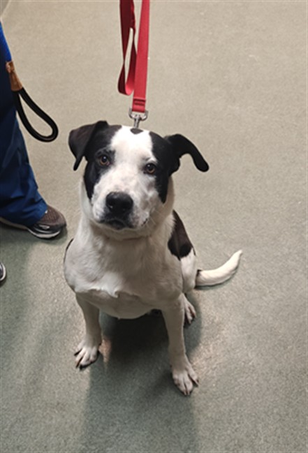 Shelter Stray Female Dog last seen Near BLOCK  POVI PIN POE  SF NM 87508, Santa Fe, NM 87507