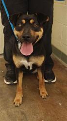 Shelter Stray Female Dog last seen Near BLOCK  POVI PIN POE  SF NM 87508, Santa Fe, NM 87507