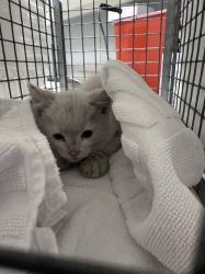 Shelter Stray Male Cat last seen Near BLOCK AVONDALE AVE, LAS VEGAS NV 89121, Las Vegas, NV 89101