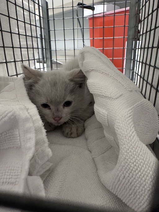Shelter Stray Male Cat last seen Near BLOCK AVONDALE AVE, LAS VEGAS NV 89121, Las Vegas, NV 89101