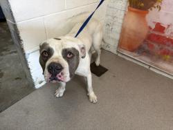 Shelter Stray Male Dog last seen Near BLOCK W MERRILL AVE, San Bernardino, CA 92401