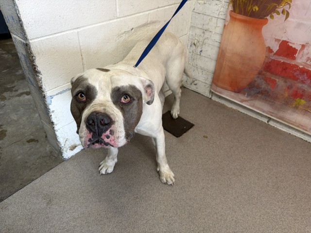 Shelter Stray Male Dog last seen Near BLOCK W MERRILL AVE, San Bernardino, CA 92401