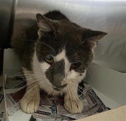 Shelter Stray Male Cat last seen SMALLWOOD, San Antonio, TX 78227