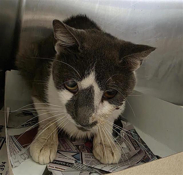 Shelter Stray Male Cat last seen SMALLWOOD, San Antonio, TX 78227