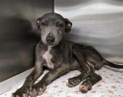 Shelter Stray Female Dog last seen , San Antonio, TX 78227
