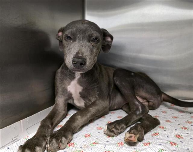Shelter Stray Female Dog last seen , San Antonio, TX 78227