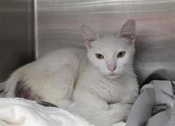 Shelter Stray Male Cat last seen OELKERS, San Antonio, TX 78227