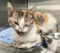 Shelter Stray Female Cat last seen Near BLOCK EL SENDERO, San Antonio, TX 78227