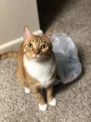 Lost Male Cat last seen Kiest & illinois, Dallas, TX 75216
