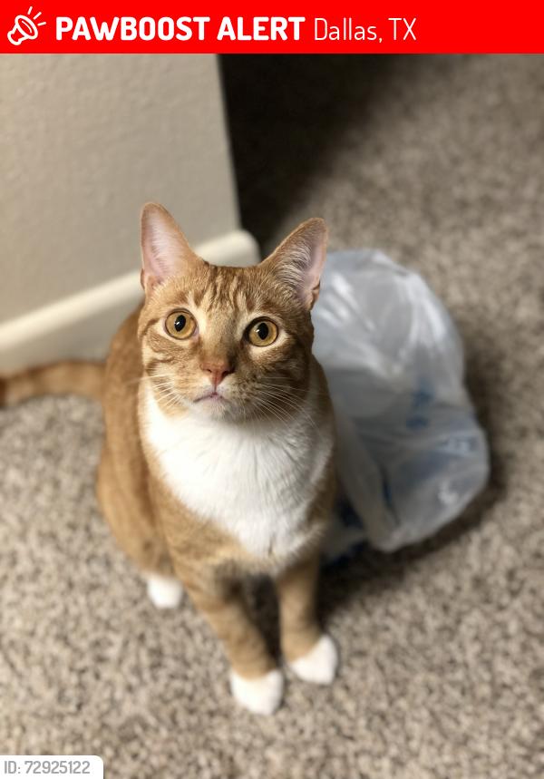 Lost Male Cat last seen Kiest & illinois, Dallas, TX 75216