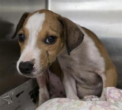 Shelter Stray Male Dog last seen Near BLOCK OF WALTON, San Antonio, TX 78227