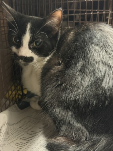 Shelter Stray Female Cat last seen , Chatsworth, CA 91311