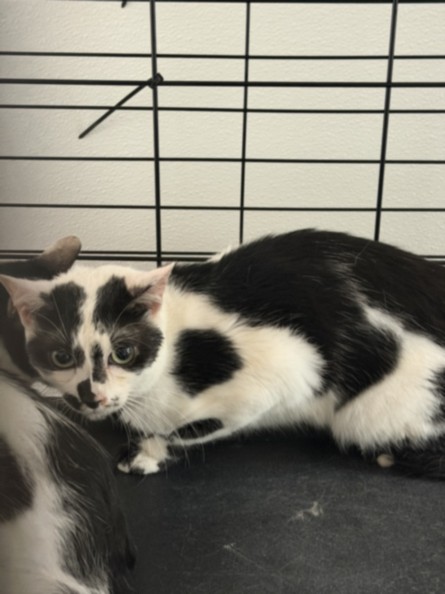 Shelter Stray Male Cat last seen , Chatsworth, CA 91311