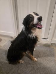 Reunited Unknown Dog last seen Heather Oak Dr , Arlington, TN 38002