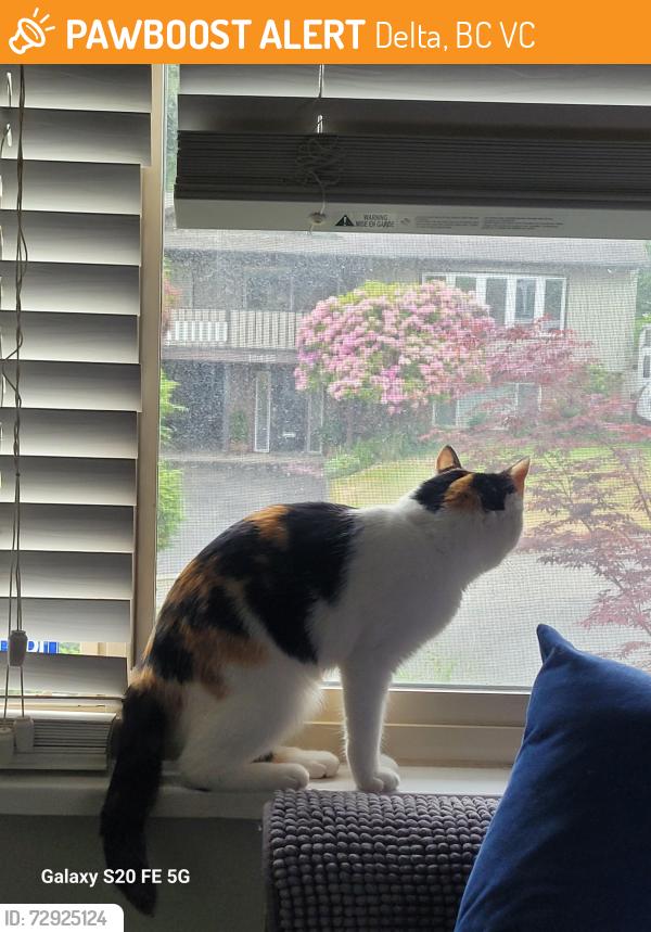 Found/Stray Female Cat last seen Ramona way , Delta, BC V4C