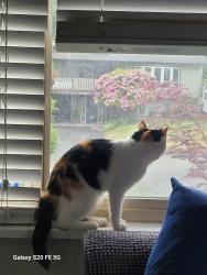 Found/Stray Female Cat last seen Ramona way , Delta, BC V4C