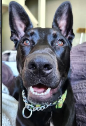 Reunited Female Dog last seen S DeWitt between Herbison and Oakwood Drive, DeWitt MI, DeWitt, MI 48820