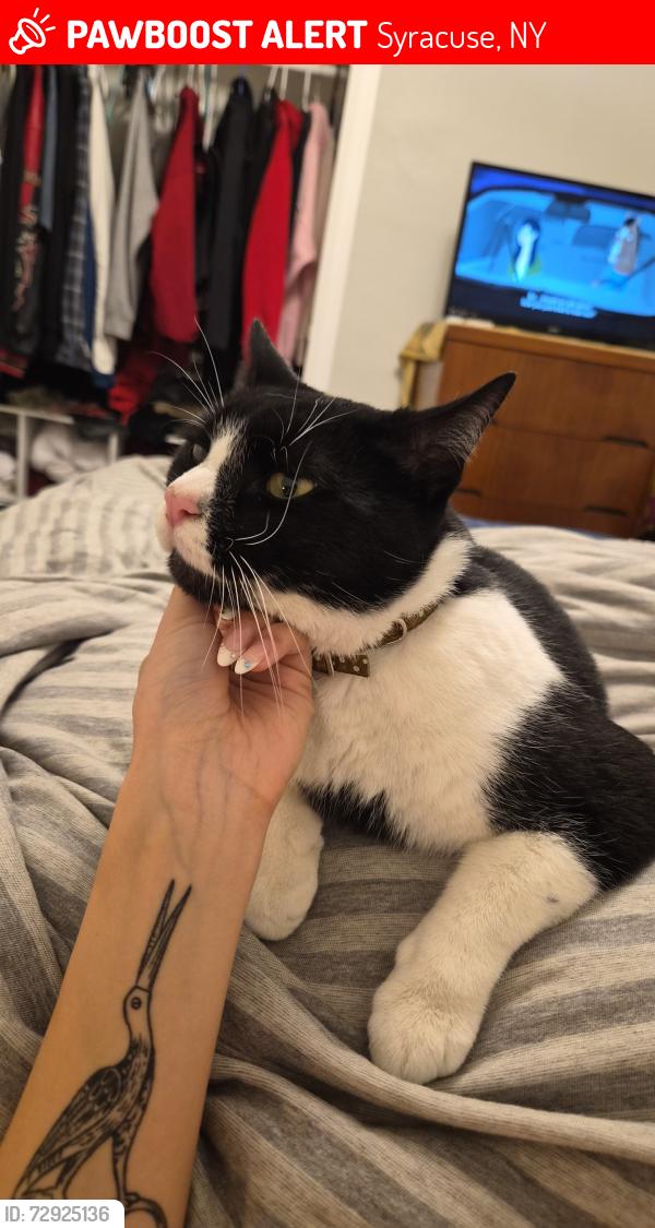 Lost Male Cat last seen Heading onto teall ave, Syracuse, NY 13206