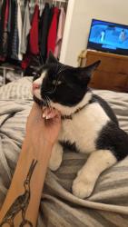 Lost Male Cat last seen Heading onto teall ave, Syracuse, NY 13206