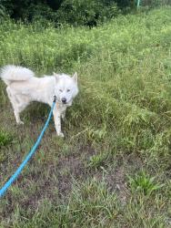 Reunited Male Dog last seen Near the VA hosp , Salisbury, NC 28144
