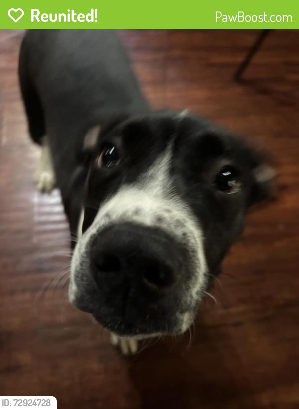 Reunited Male Dog last seen Benton Rd. By Walmart Travelers Rest SC , Travelers Rest, SC 29690