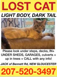 Lost Male Cat last seen Harley drive , New Gloucester, ME 04260