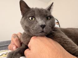 Reunited Male Cat last seen Foothill/Alosta OR Rockvale/Matchwood, Azusa, CA 91702