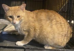 Found/Stray Male Cat last seen E 5th St & Brinker Ave, Bethlehem, Bethlehem, PA 18015