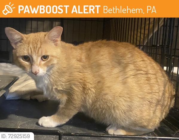 Found/Stray Male Cat last seen E 5th St & Brinker Ave, Bethlehem, Bethlehem, PA 18015