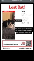 Lost Male Cat last seen St Anne’s school , Memphis, TN 38111