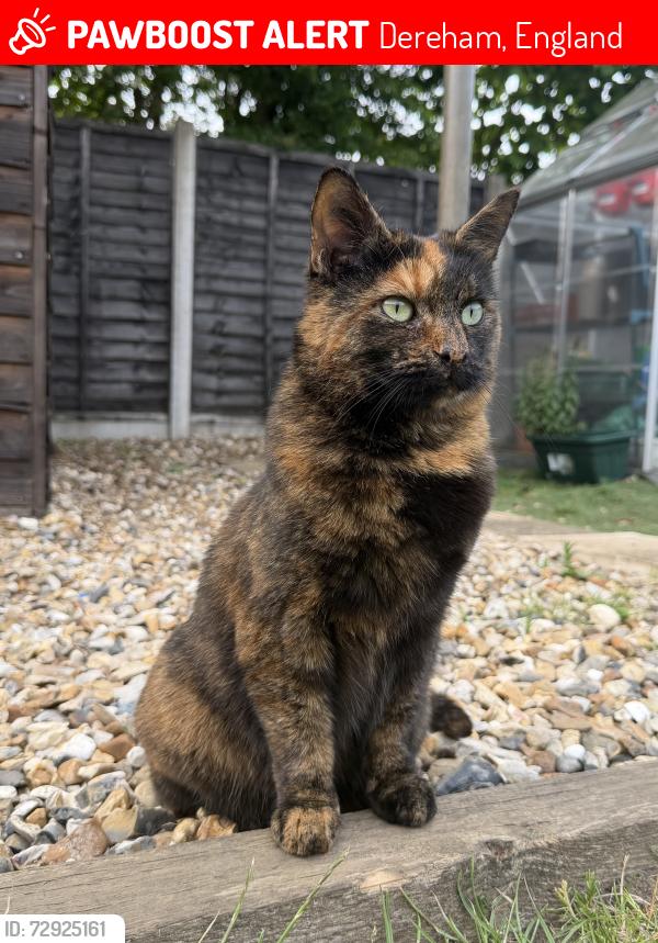 Lost Female Cat last seen Neville Close, Toftwood, Dereham, England 