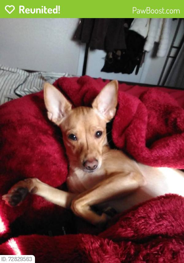 Reunited Female Dog last seen Near San Jose Rd, El Paso, TX 79915, USA, El Paso, TX 79915