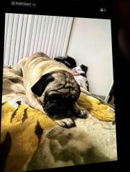 Lost Male Dog last seen Ming and Ashe Rd, Bakersfield, CA 93309