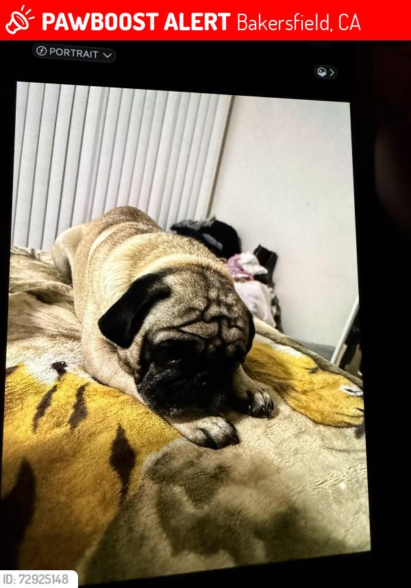 Lost Male Dog last seen Ming and Ashe Rd, Bakersfield, CA 93309